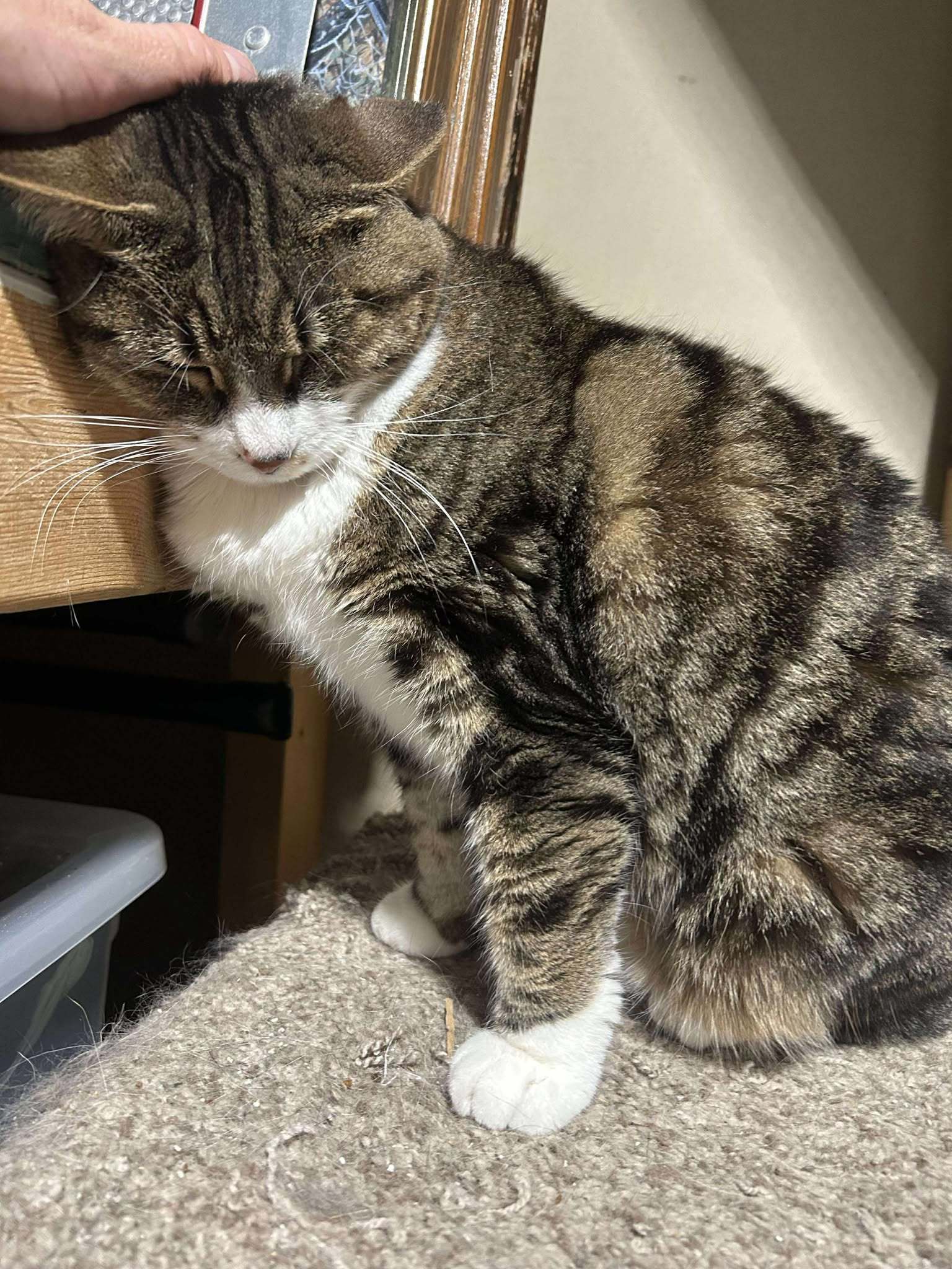 Tinker, an adoptable Domestic Short Hair in Alexandria, MN, 56308 | Photo Image 1