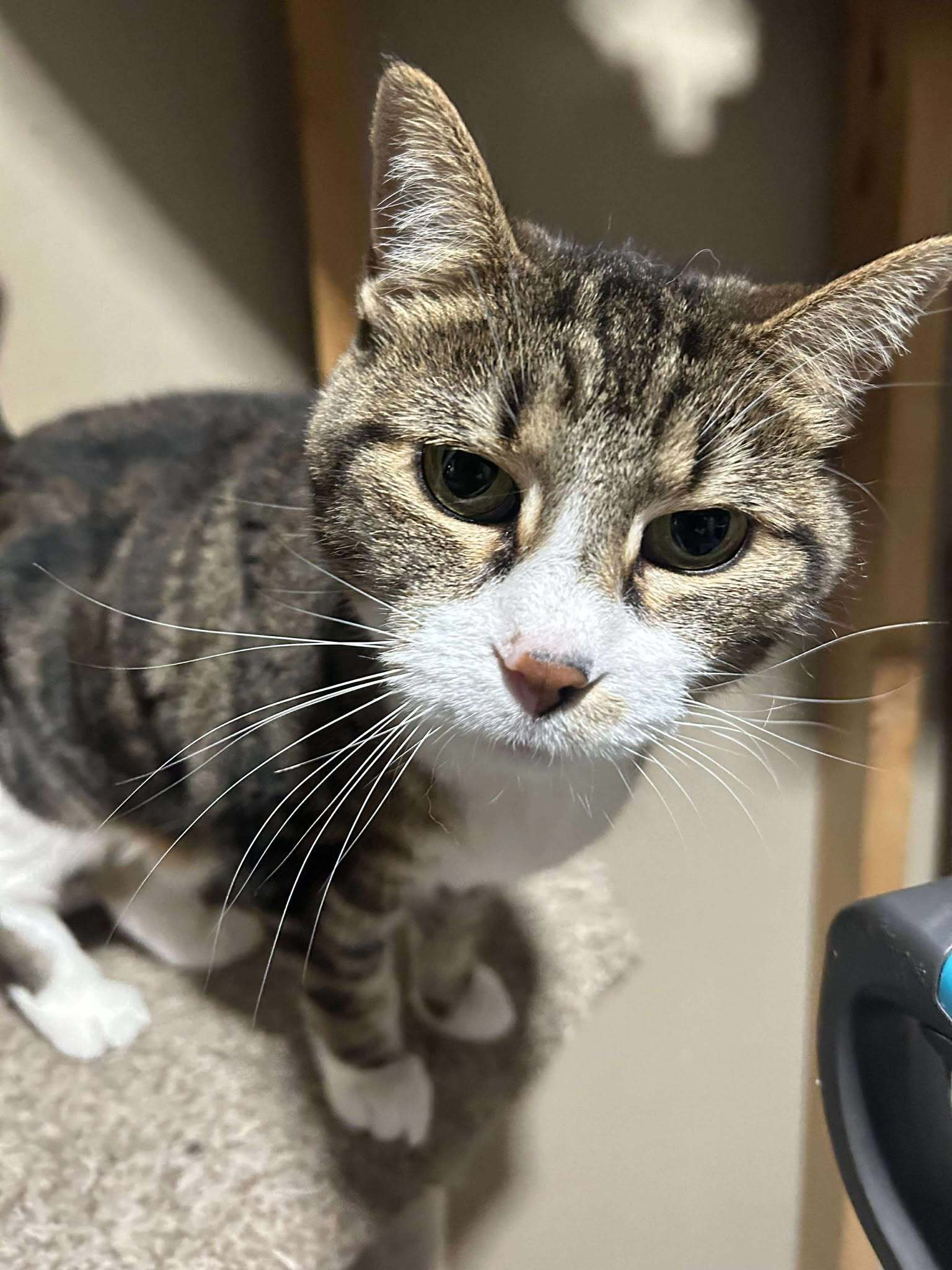 Tinker, an adoptable Domestic Short Hair in Alexandria, MN, 56308 | Photo Image 2