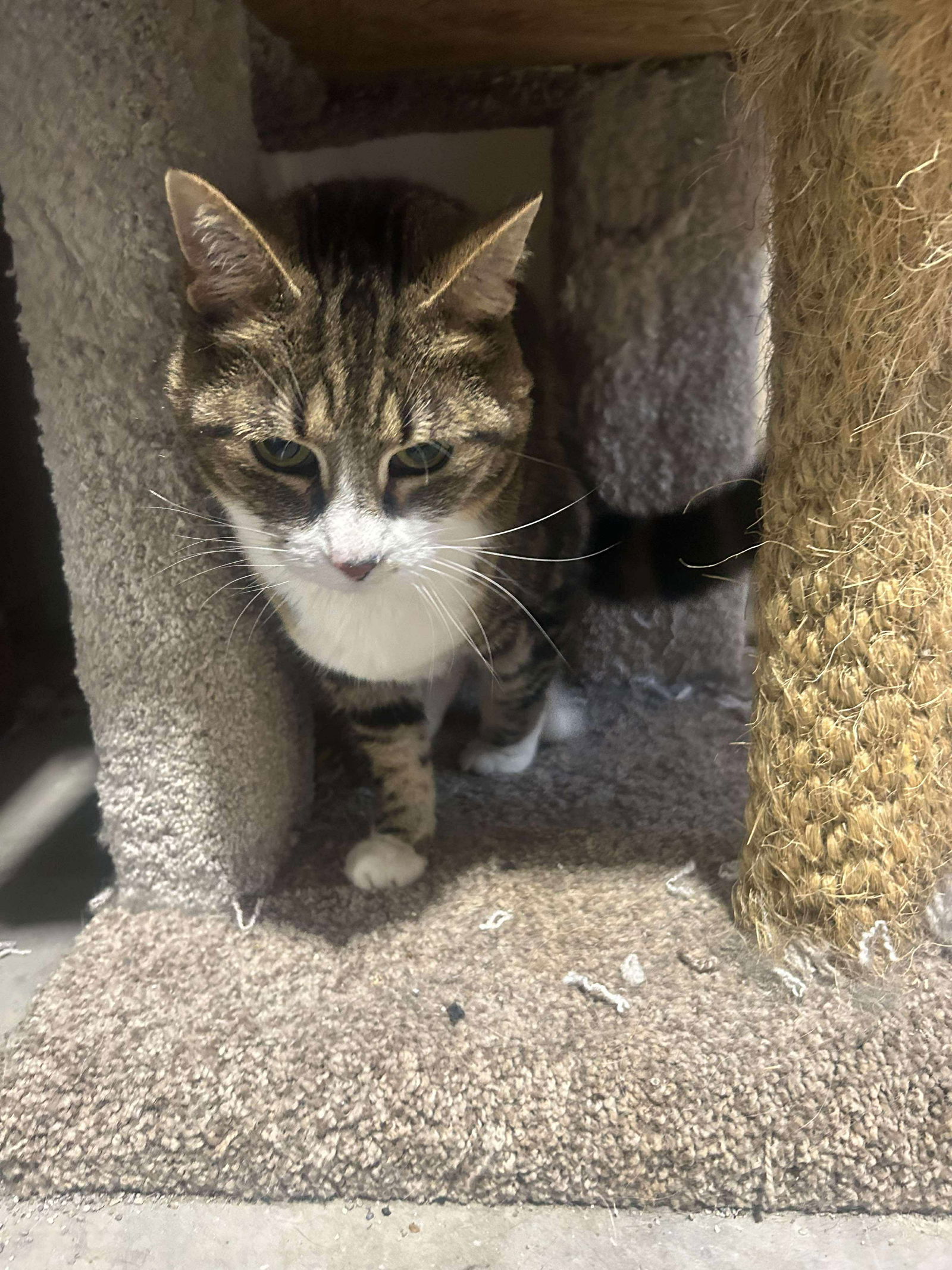 Tinker, an adoptable Domestic Short Hair in Alexandria, MN, 56308 | Photo Image 3