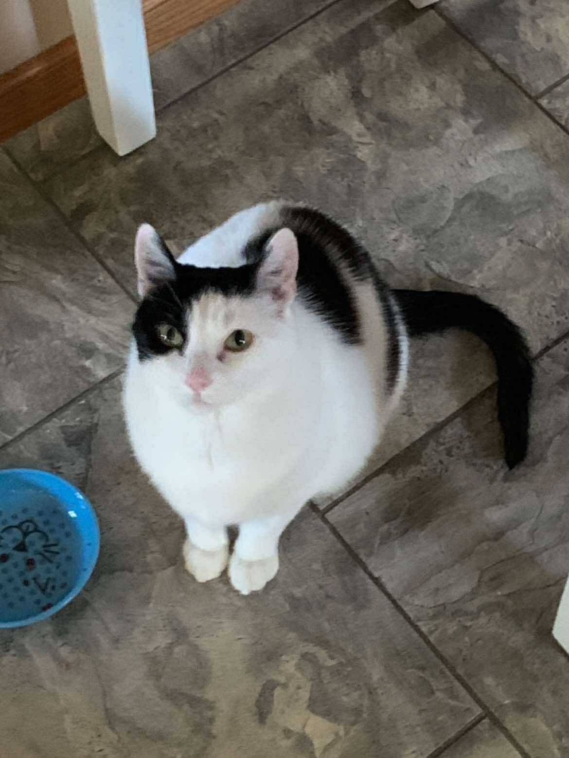Pickles, an adoptable Calico in Alexandria, MN, 56308 | Photo Image 1