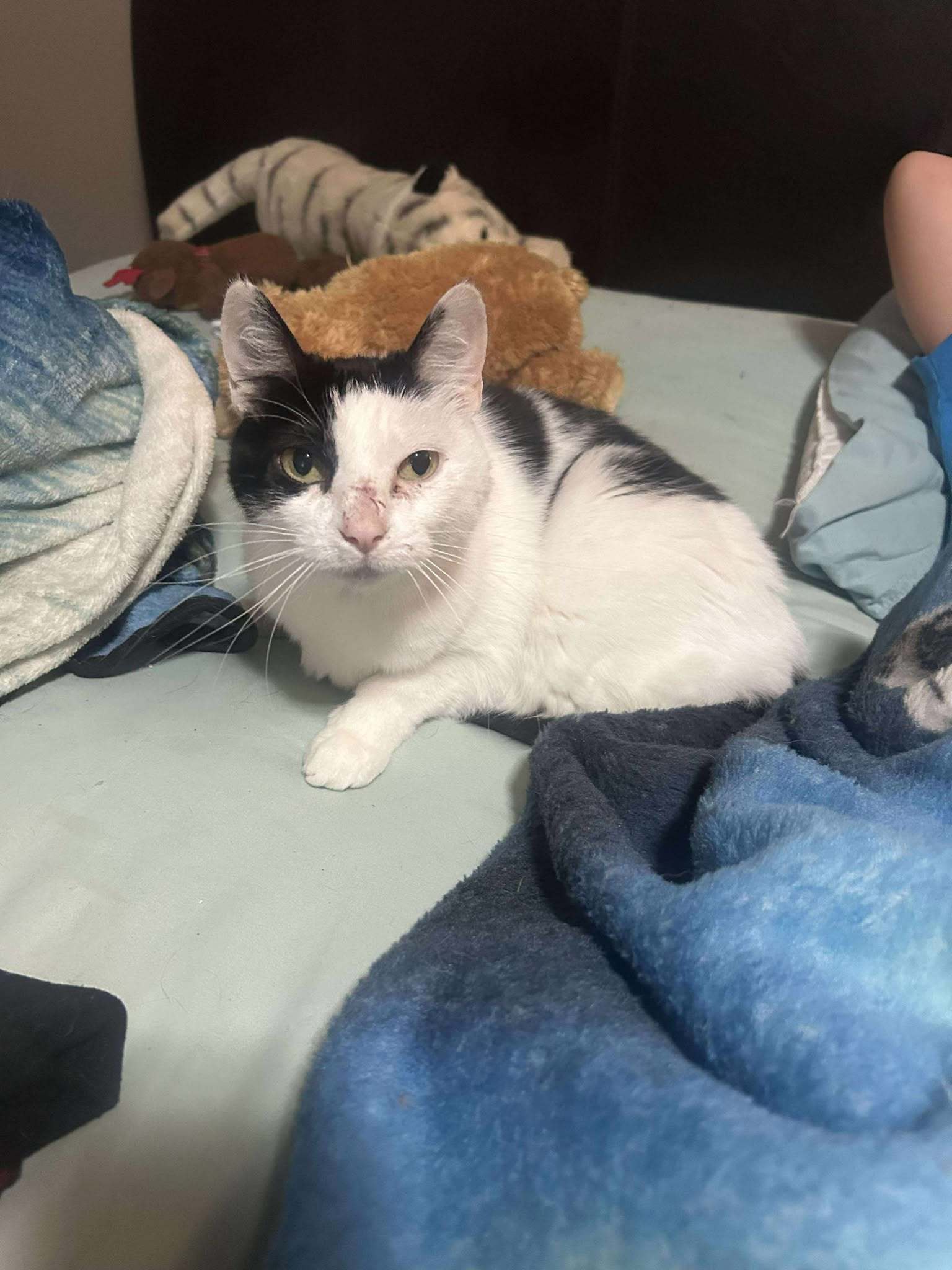 Pickles, an adoptable Calico in Alexandria, MN, 56308 | Photo Image 2