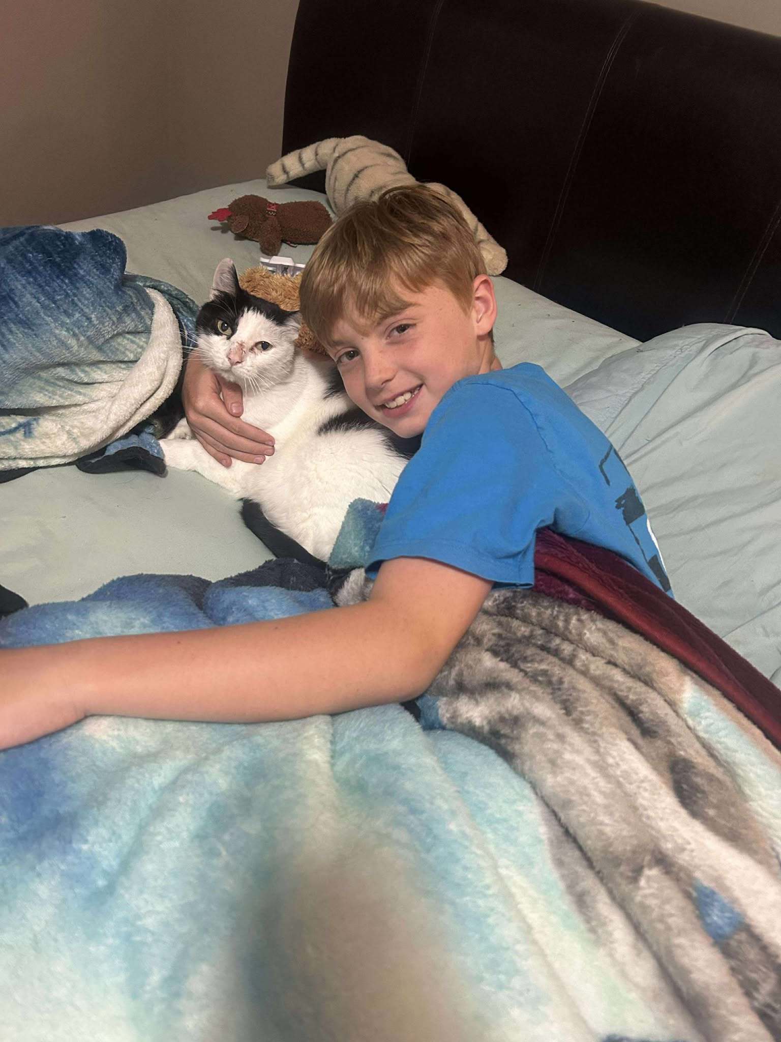 Pickles, an adoptable Calico in Alexandria, MN, 56308 | Photo Image 3