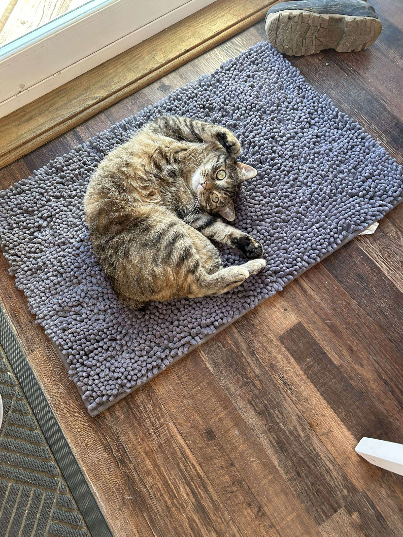 Judie, an adoptable Domestic Short Hair, American Bobtail in Alexandria, MN, 56308 | Photo Image 1