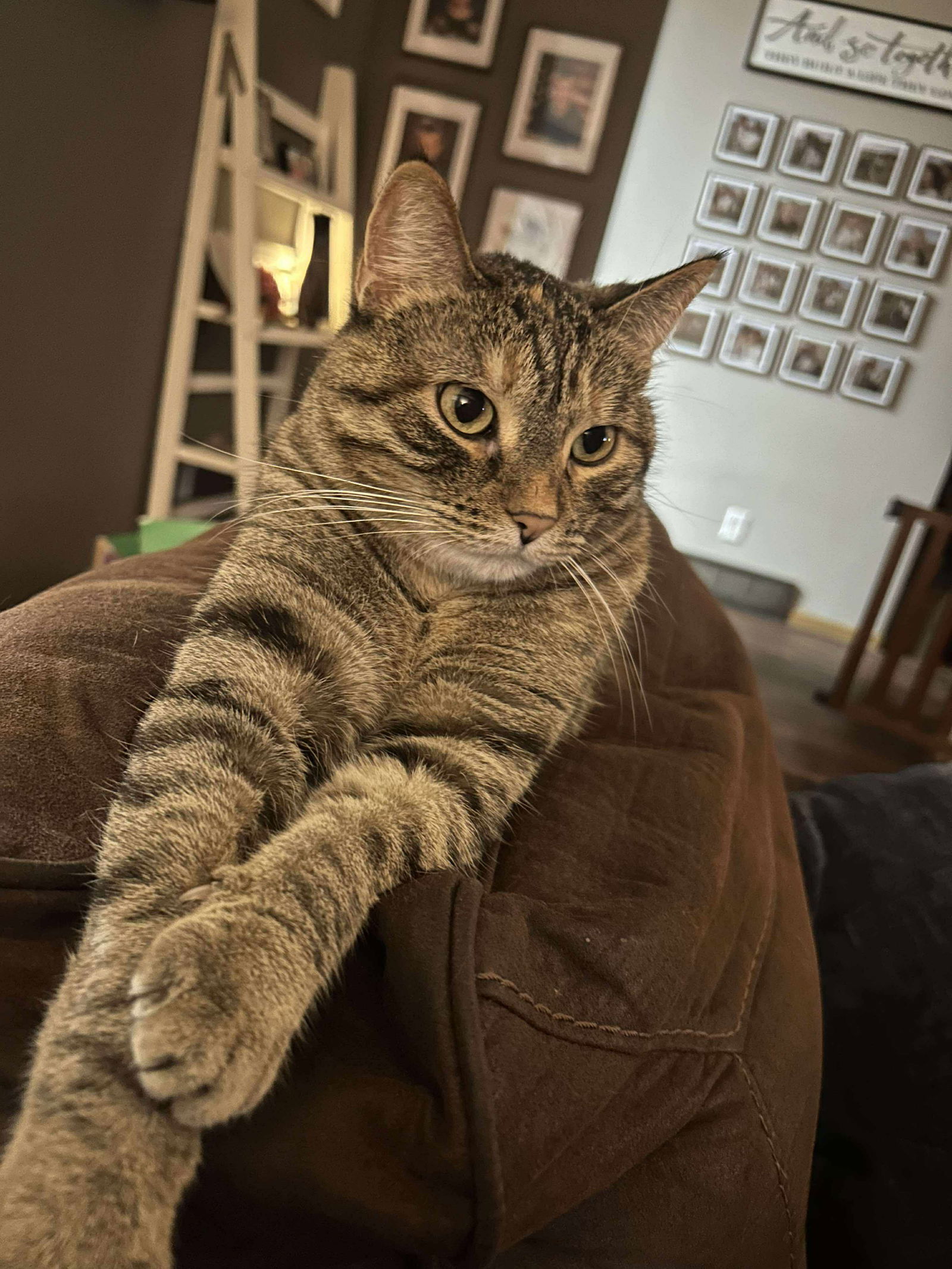 Judie, an adoptable Domestic Short Hair, American Bobtail in Alexandria, MN, 56308 | Photo Image 2