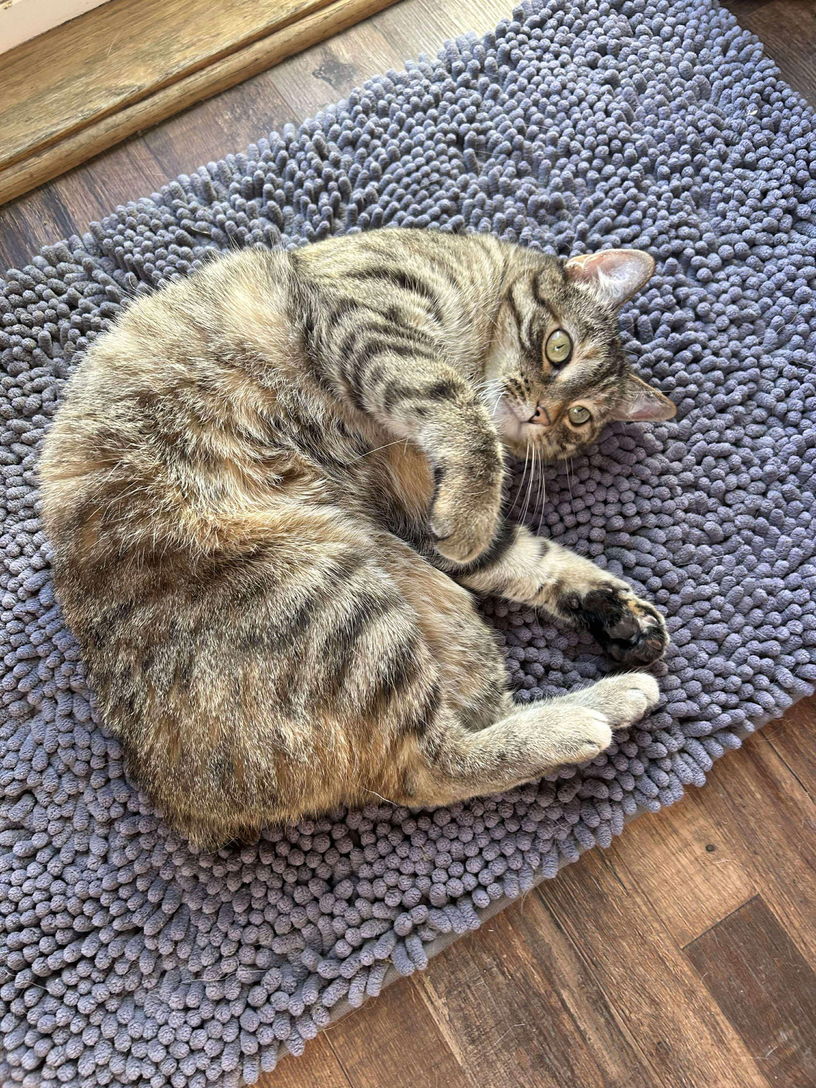 Judie, an adoptable Domestic Short Hair, American Bobtail in Alexandria, MN, 56308 | Photo Image 3