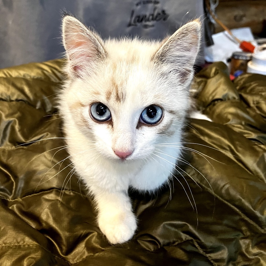 Mary Magdalene, an adoptable Domestic Short Hair in Lander, WY, 82520 | Photo Image 1