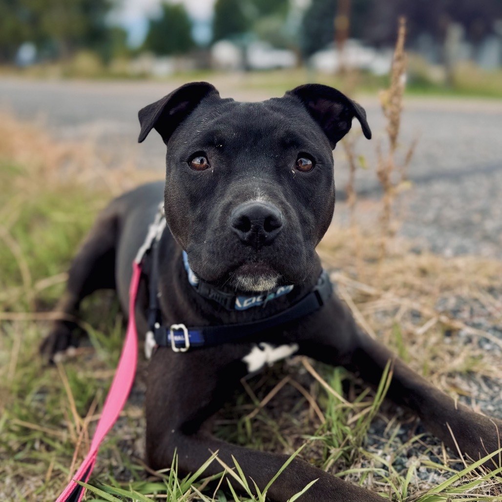 Lady Godiva, an adoptable American Staffordshire Terrier in Lander, WY, 82520 | Photo Image 1