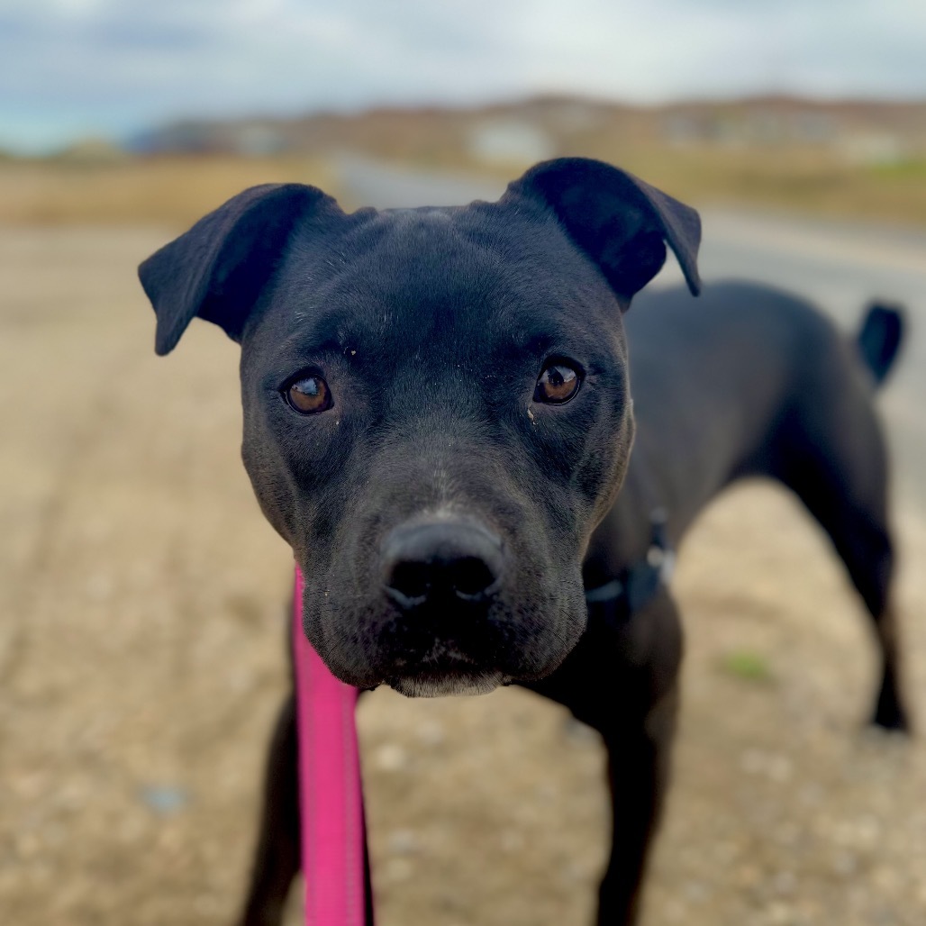 Lady Godiva, an adoptable American Staffordshire Terrier in Lander, WY, 82520 | Photo Image 2