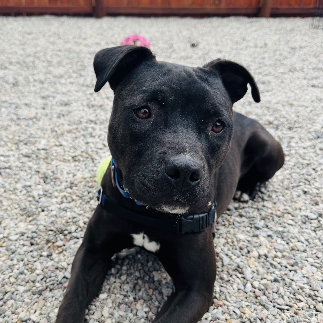 Lady Godiva, an adoptable American Staffordshire Terrier in Lander, WY, 82520 | Photo Image 3