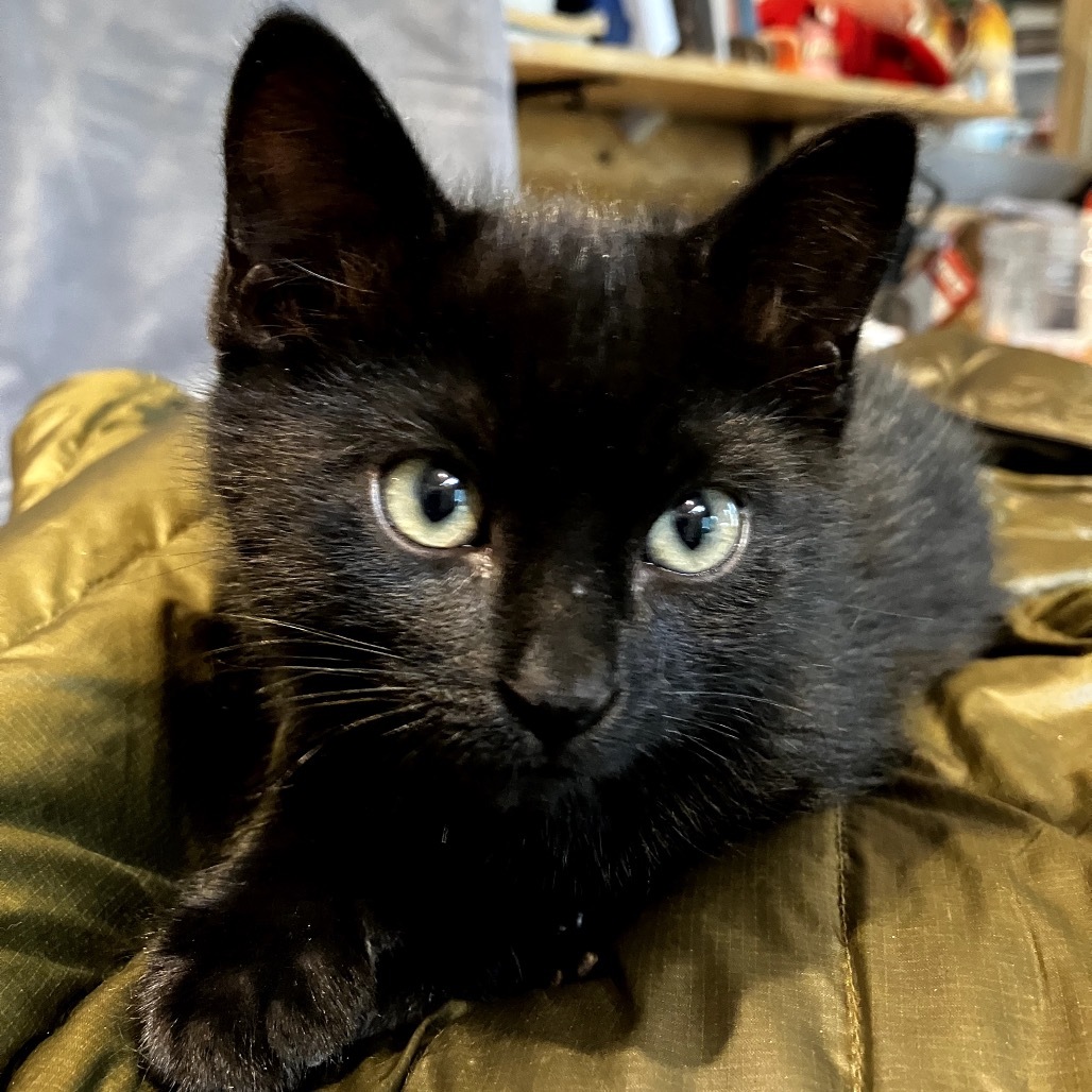 Thomas, an adoptable Domestic Short Hair in Lander, WY, 82520 | Photo Image 1