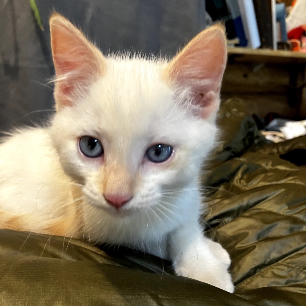 Paul, an adoptable Domestic Short Hair in Lander, WY, 82520 | Photo Image 1
