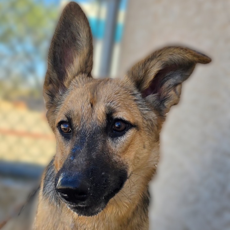 Tsunami, an adoptable Shepherd in Wickenburg, AZ, 85390 | Photo Image 1