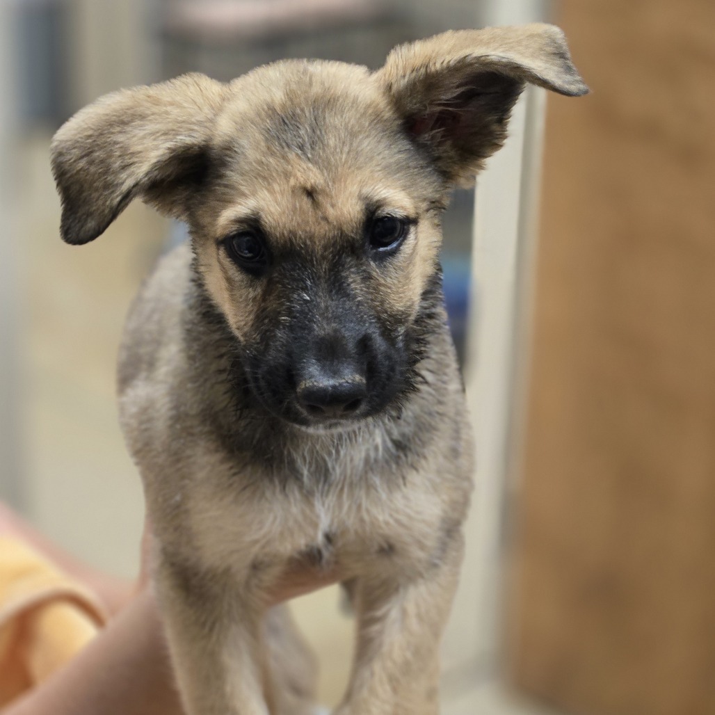 Tsunami, an adoptable Shepherd in Wickenburg, AZ, 85390 | Photo Image 3