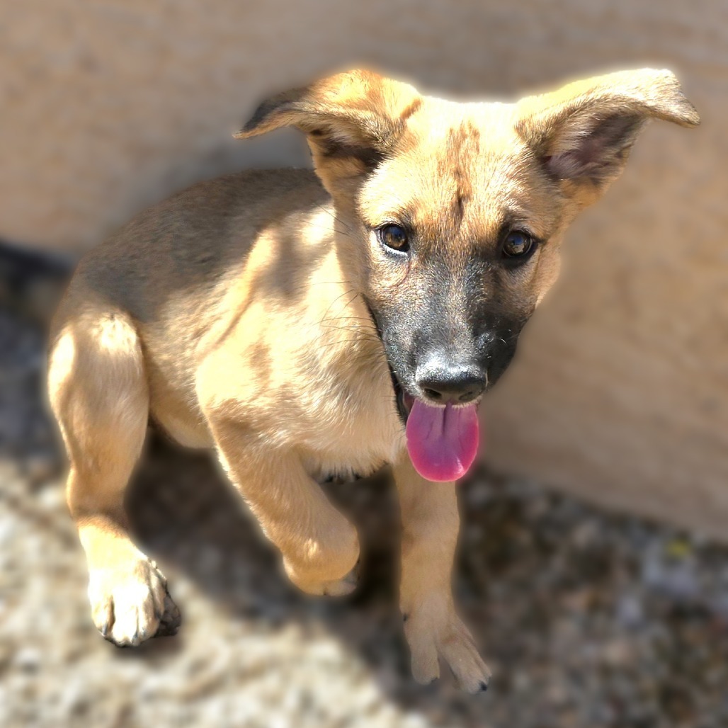 Tsunami, an adoptable Shepherd in Wickenburg, AZ, 85390 | Photo Image 4
