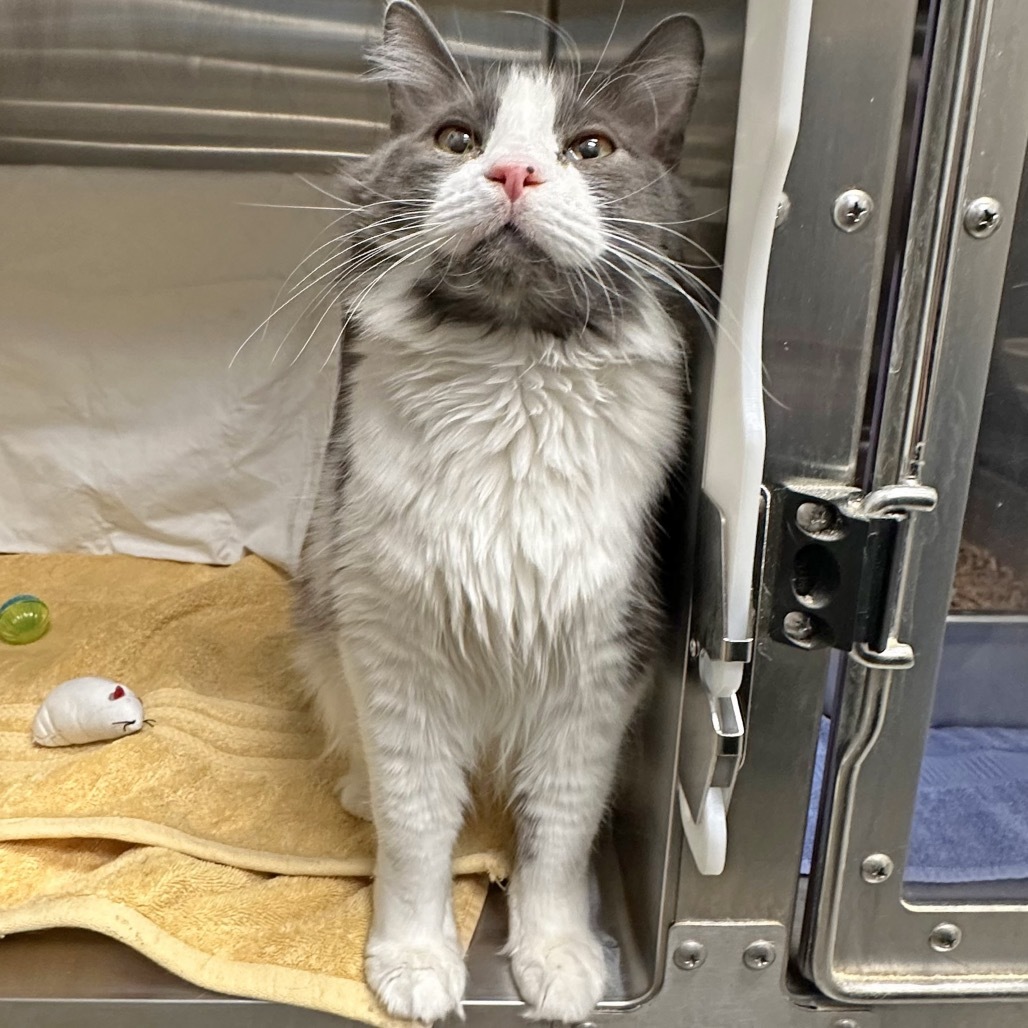 Misha, an adoptable Domestic Long Hair in Hailey, ID, 83333 | Photo Image 2