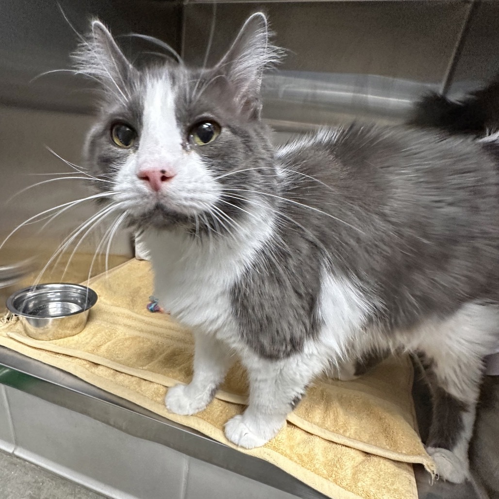 Misha, an adoptable Domestic Long Hair in Hailey, ID, 83333 | Photo Image 3