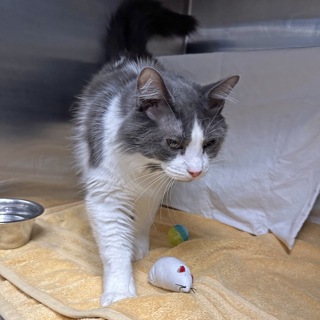Misha, an adoptable Domestic Long Hair in Hailey, ID, 83333 | Photo Image 4