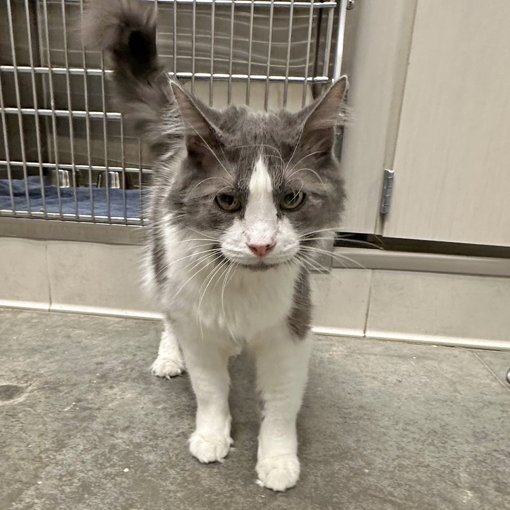 Misha, an adoptable Domestic Long Hair in Hailey, ID, 83333 | Photo Image 5