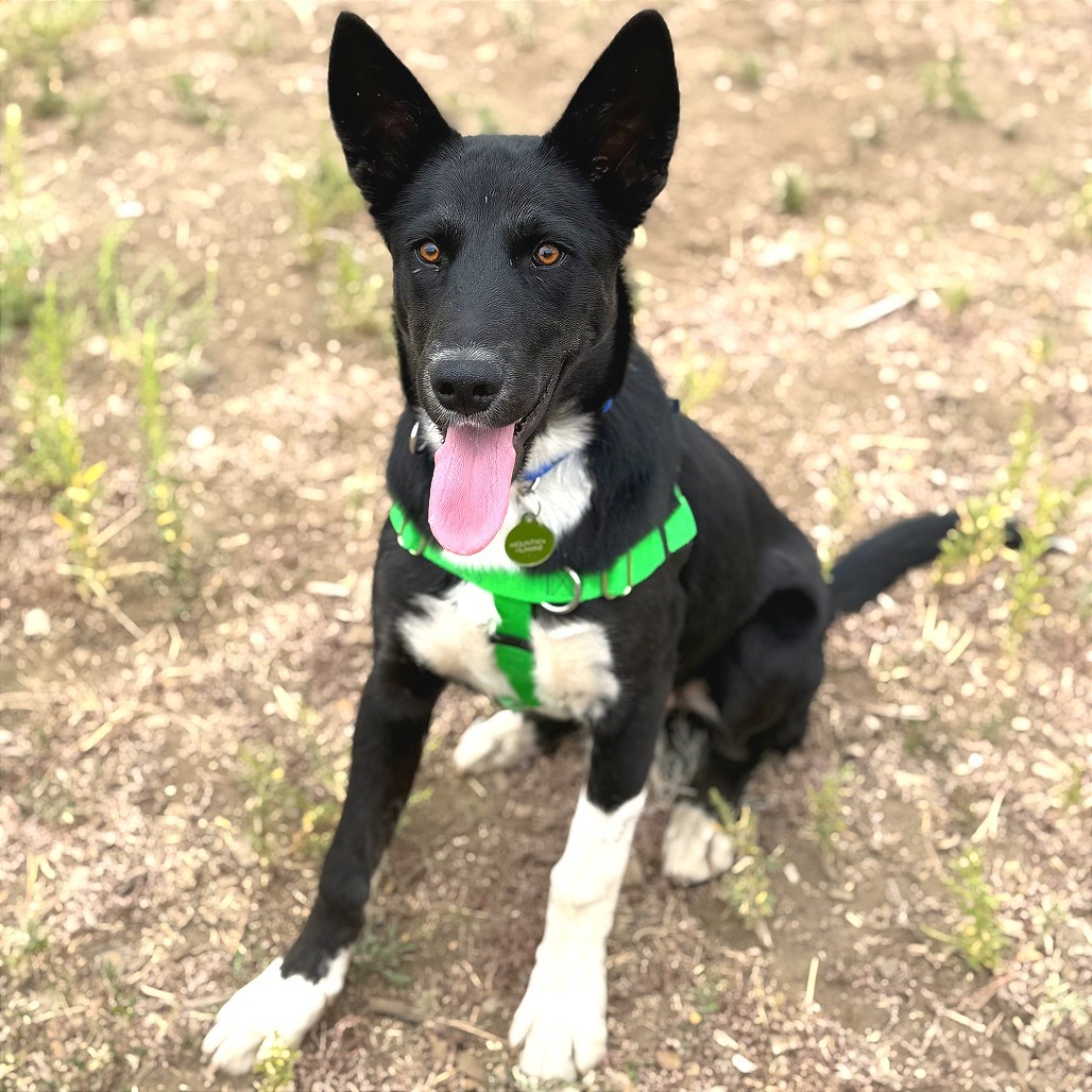 Peter, an adoptable Mixed Breed in Hailey, ID, 83333 | Photo Image 1
