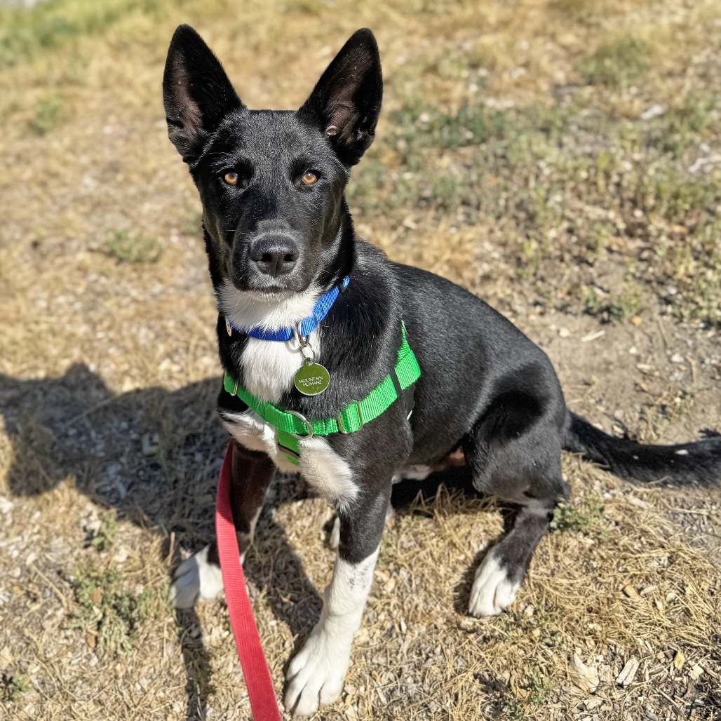 Peter, an adoptable Mixed Breed in Hailey, ID, 83333 | Photo Image 2