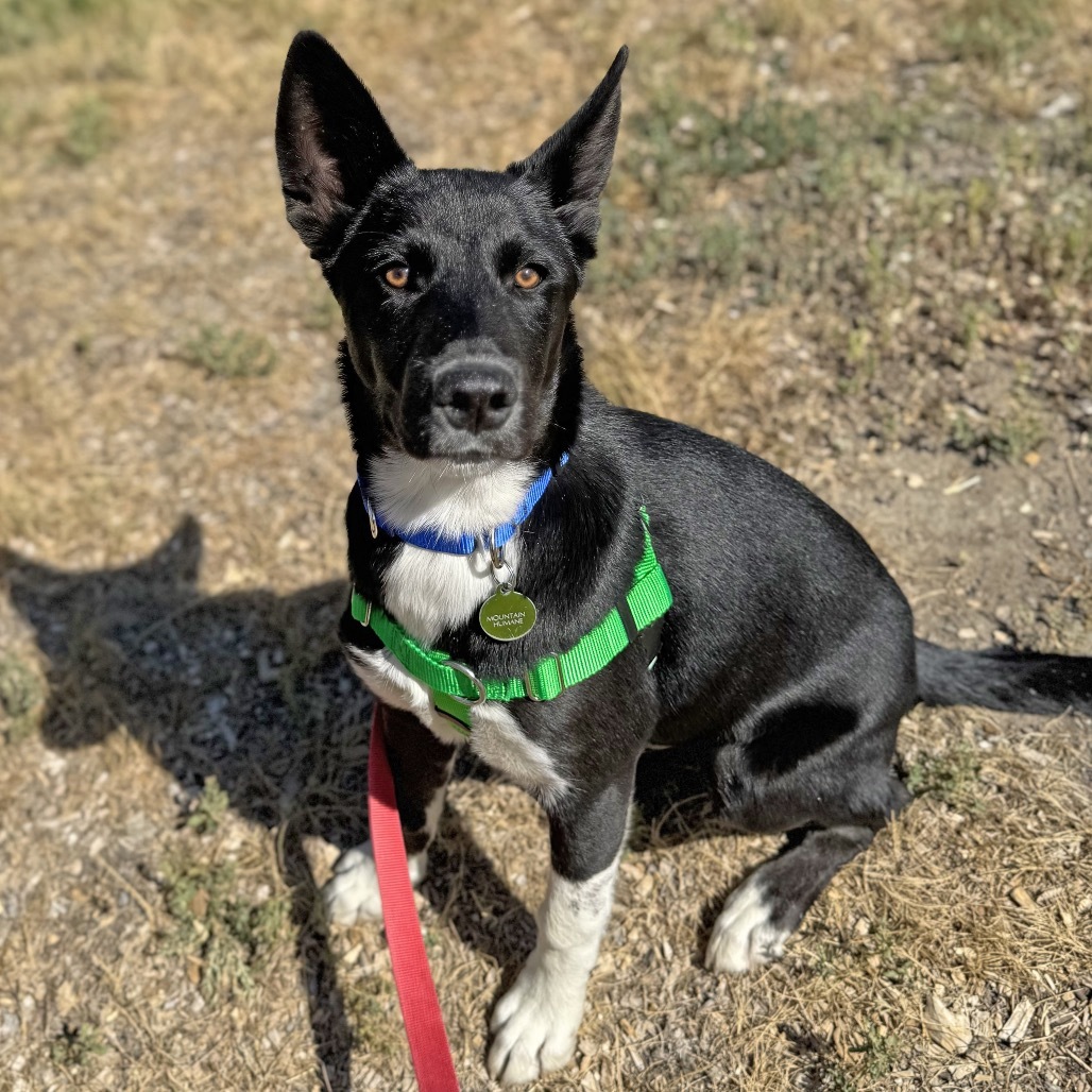 Peter, an adoptable Mixed Breed in Hailey, ID, 83333 | Photo Image 3