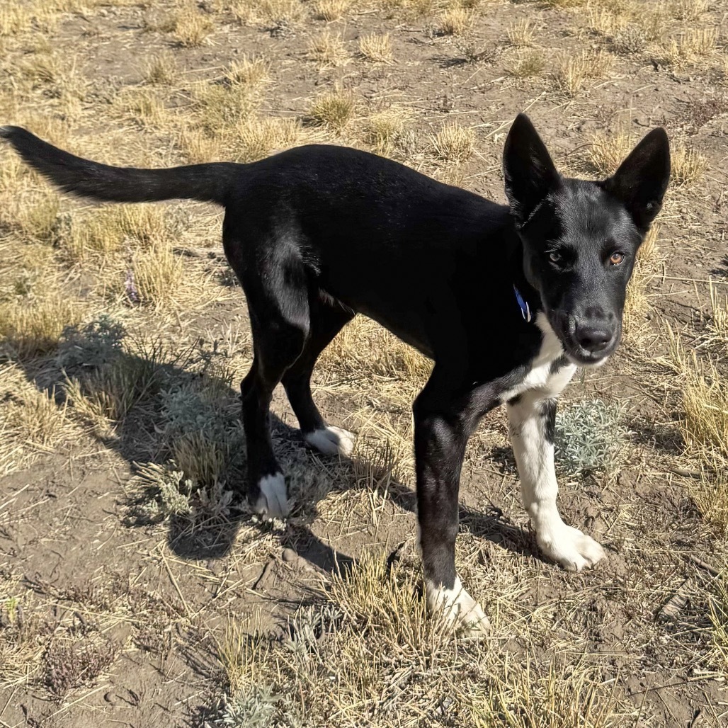 Peter, an adoptable Mixed Breed in Hailey, ID, 83333 | Photo Image 4