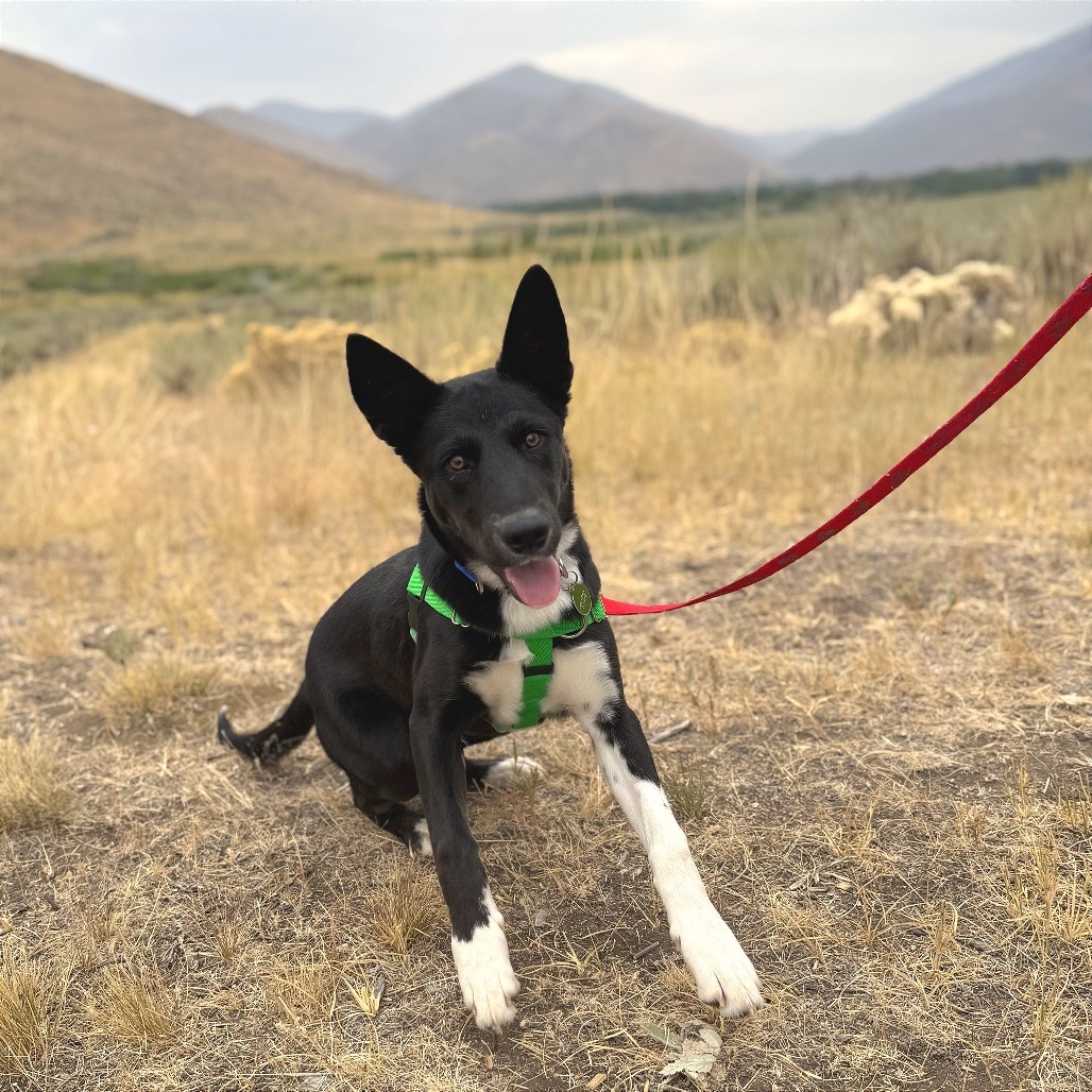 Peter, an adoptable Mixed Breed in Hailey, ID, 83333 | Photo Image 5