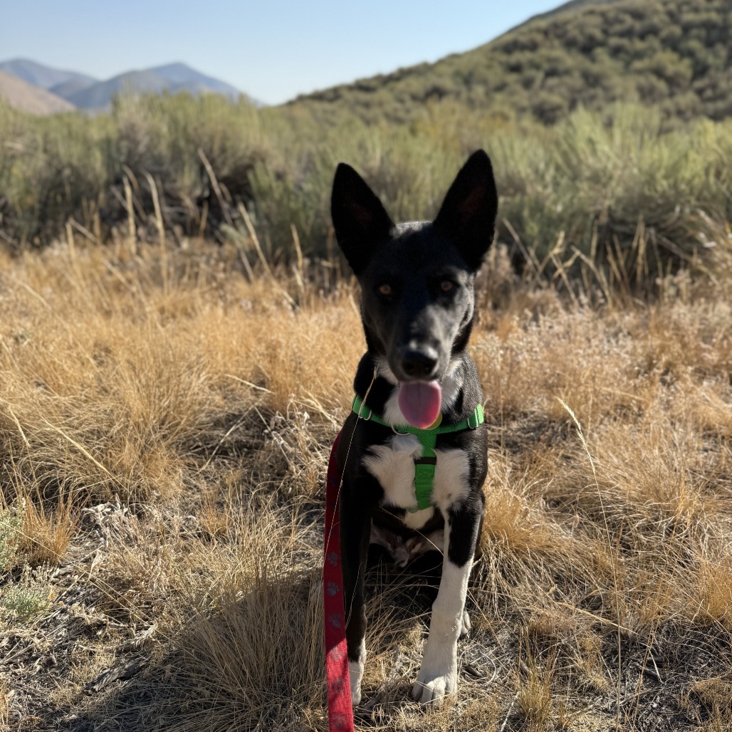 Peter, an adoptable Mixed Breed in Hailey, ID, 83333 | Photo Image 6