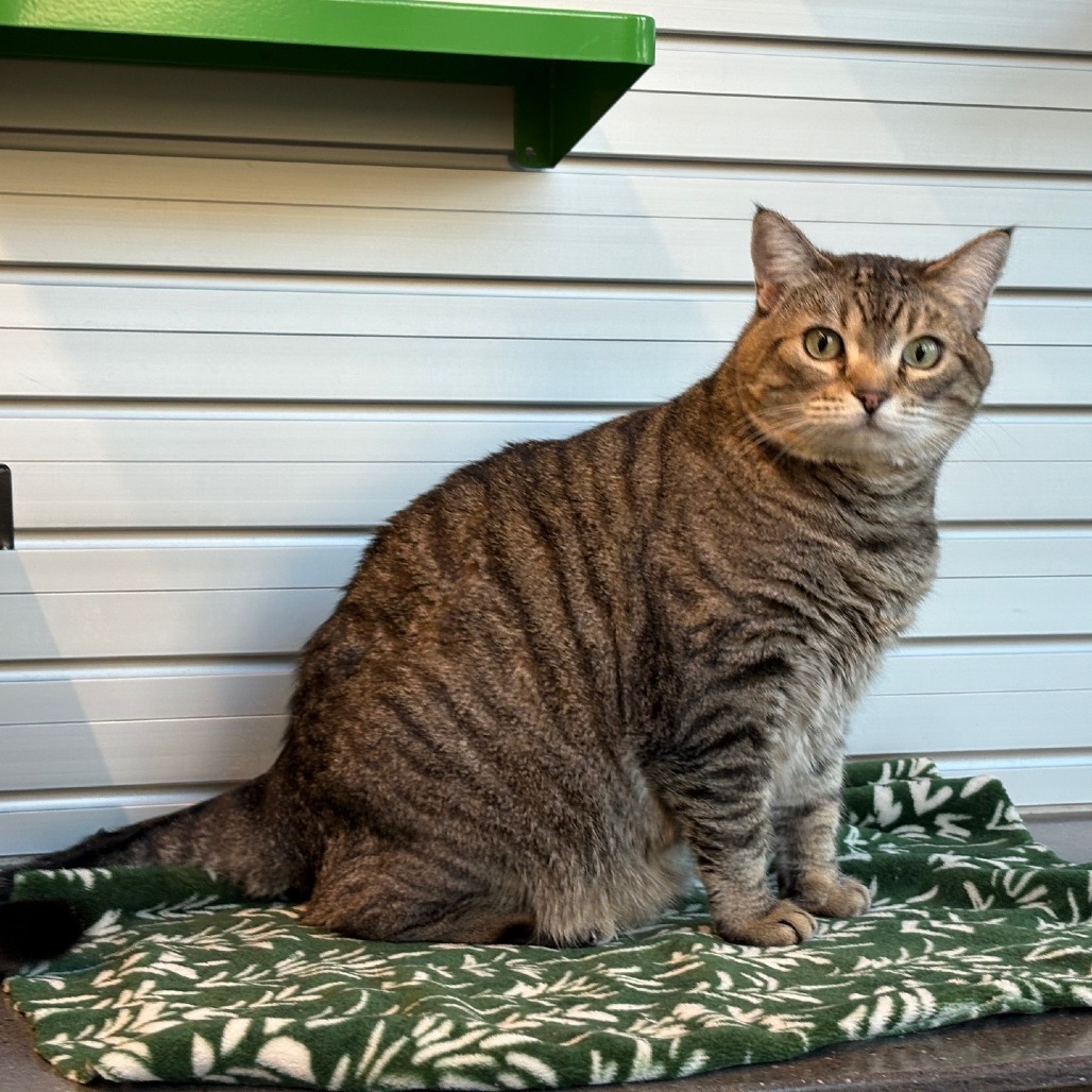 Dahlia, an adoptable Domestic Short Hair in Hailey, ID, 83333 | Photo Image 1