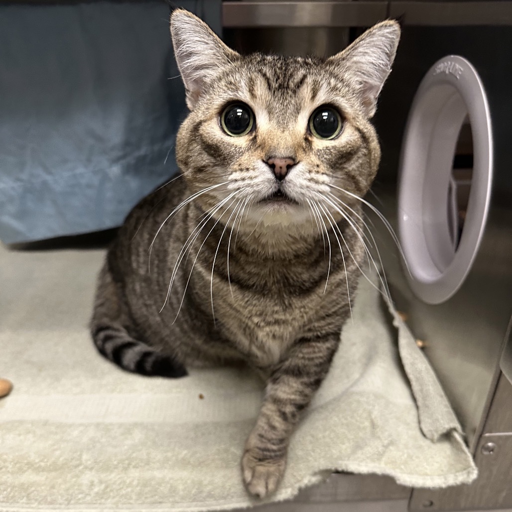 Dahlia, an adoptable Domestic Short Hair in Hailey, ID, 83333 | Photo Image 2