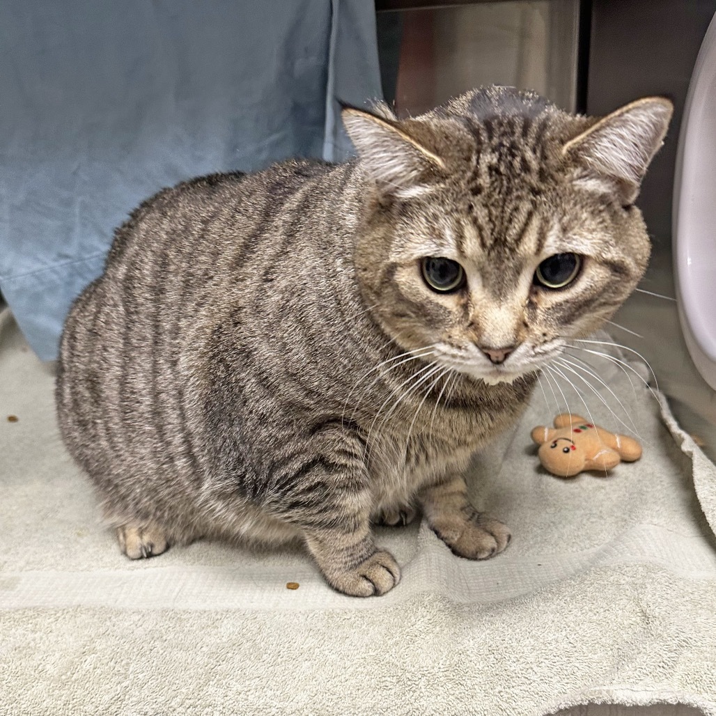Dahlia, an adoptable Domestic Short Hair in Hailey, ID, 83333 | Photo Image 3