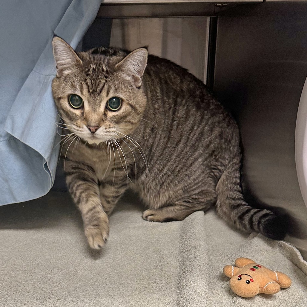 Dahlia, an adoptable Domestic Short Hair in Hailey, ID, 83333 | Photo Image 4