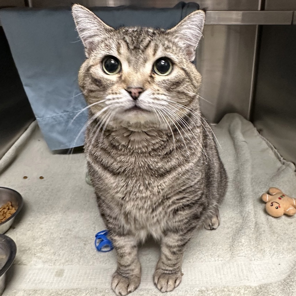 Dahlia, an adoptable Domestic Short Hair in Hailey, ID, 83333 | Photo Image 5
