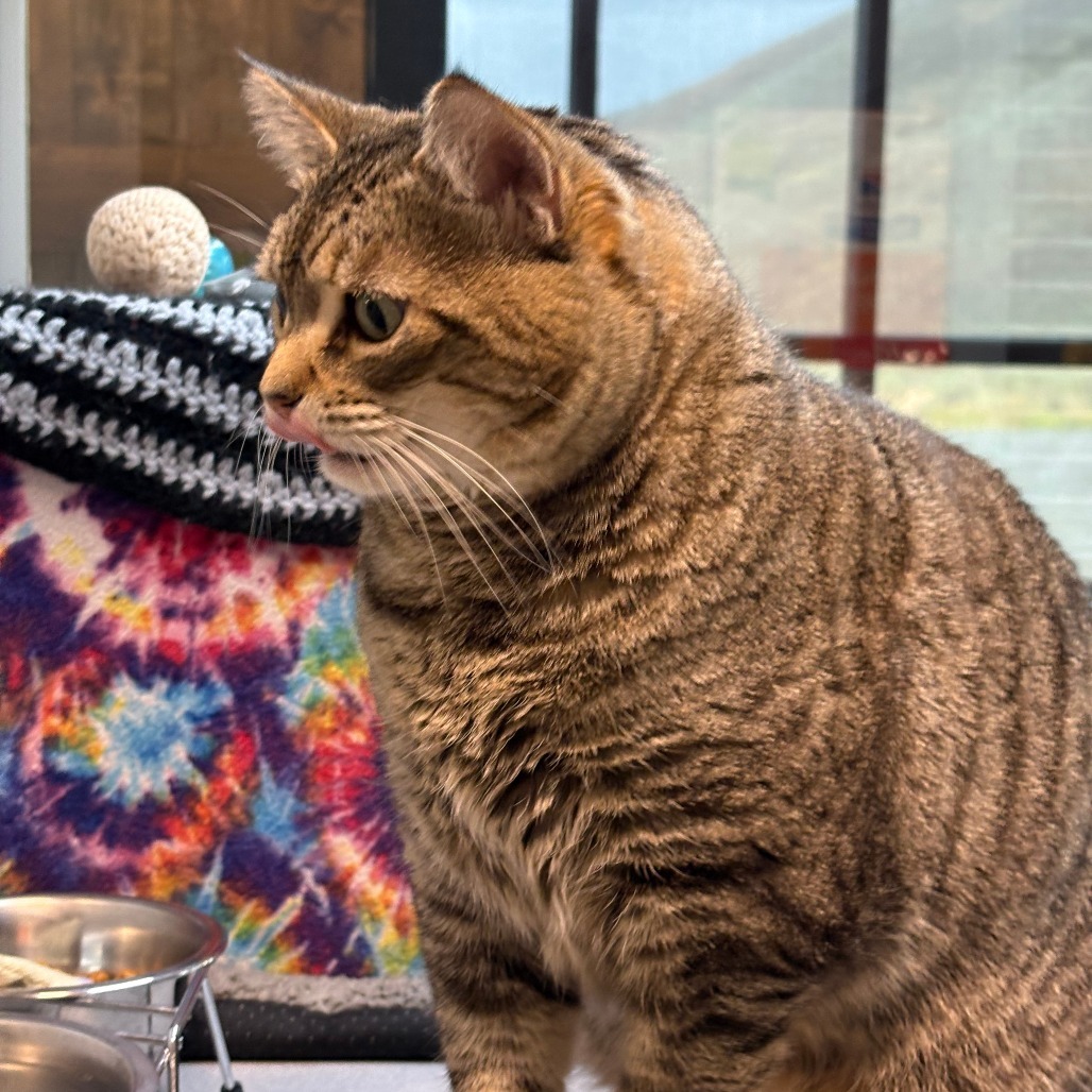 Dahlia, an adoptable Domestic Short Hair in Hailey, ID, 83333 | Photo Image 6