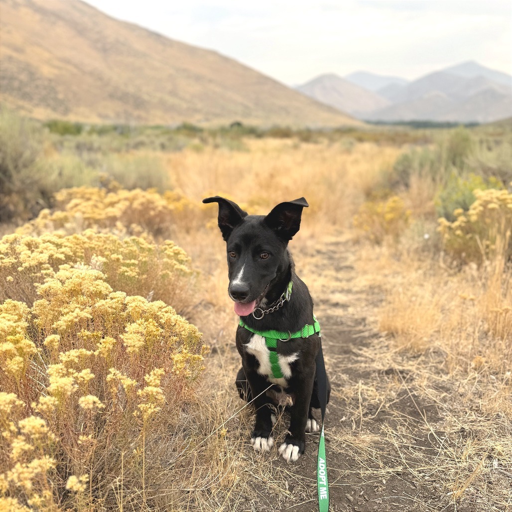 Parker, an adoptable Mixed Breed in Hailey, ID, 83333 | Photo Image 1