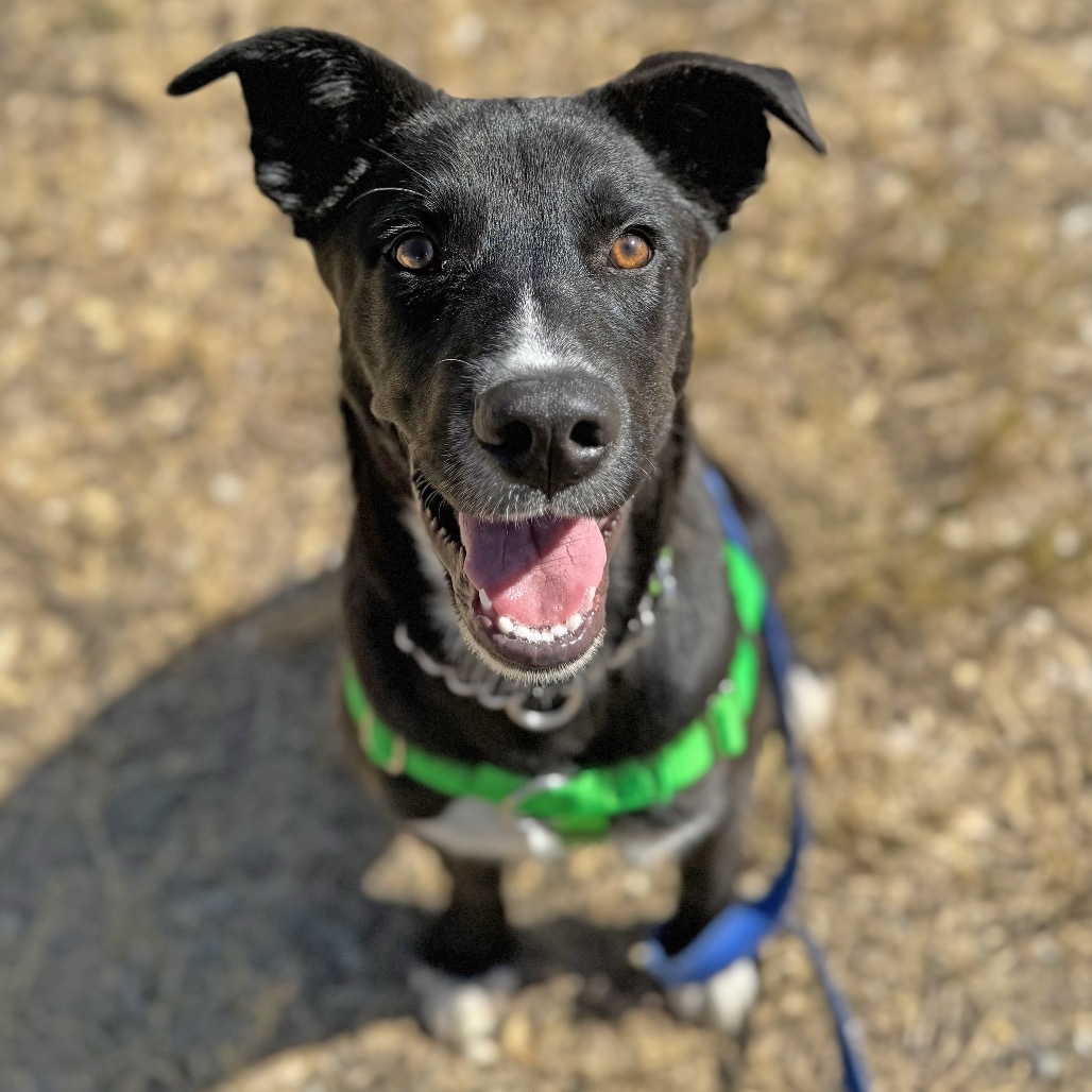 Parker, an adoptable Mixed Breed in Hailey, ID, 83333 | Photo Image 2