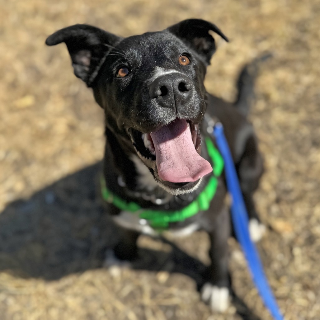 Parker, an adoptable Mixed Breed in Hailey, ID, 83333 | Photo Image 3
