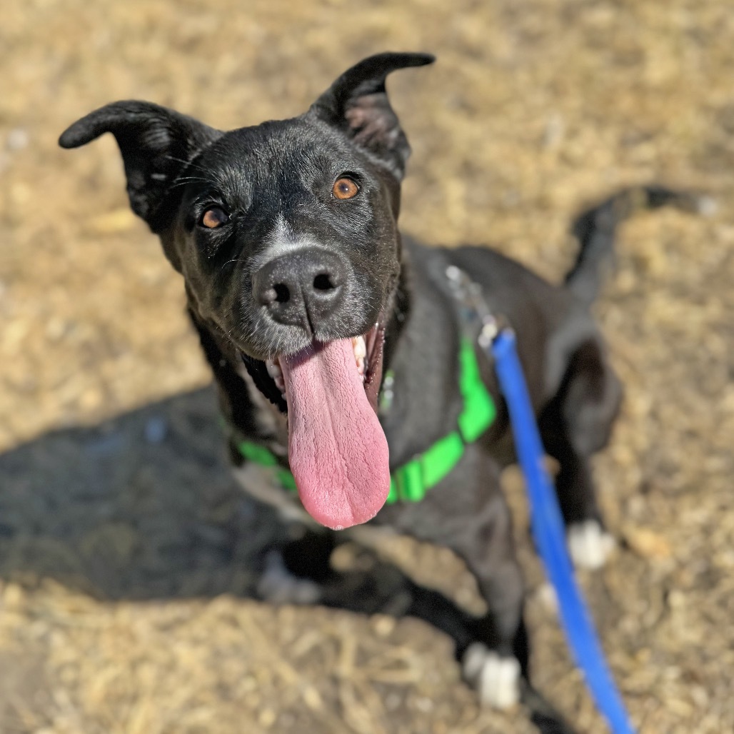 Parker, an adoptable Mixed Breed in Hailey, ID, 83333 | Photo Image 4