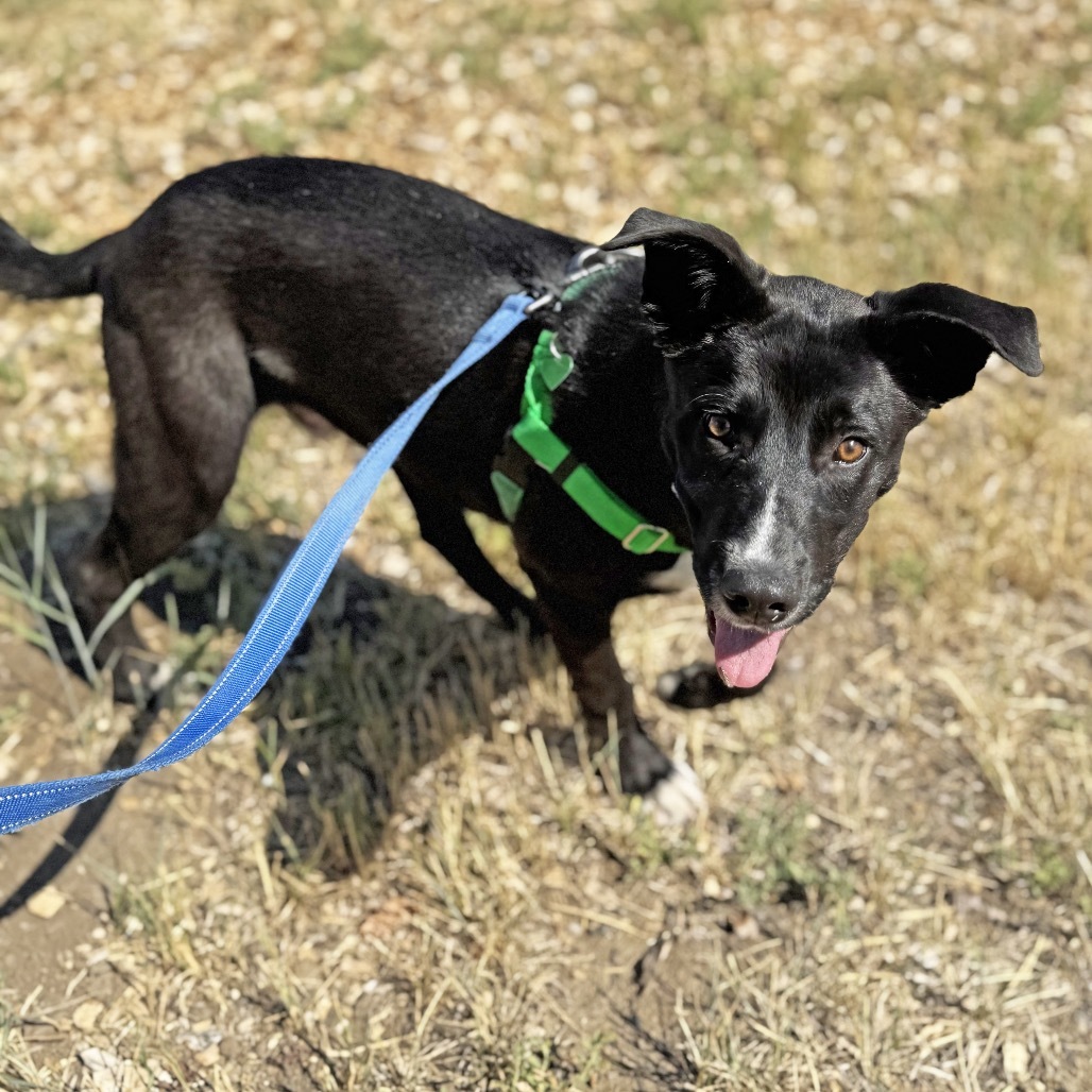 Parker, an adoptable Mixed Breed in Hailey, ID, 83333 | Photo Image 5