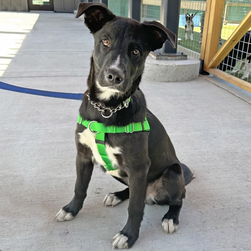 Parker, an adoptable Mixed Breed in Hailey, ID, 83333 | Photo Image 6