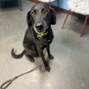 Axel