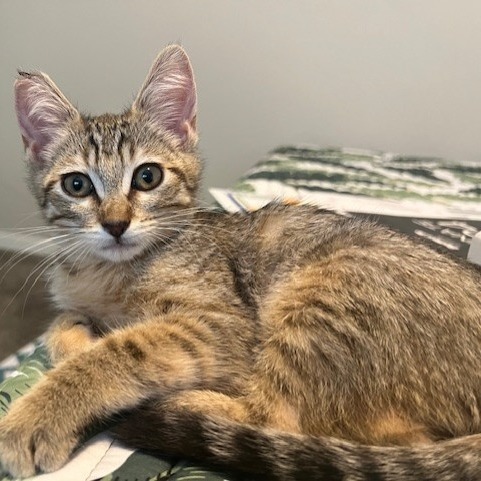 Darla, an adoptable Domestic Short Hair in Talent, OR, 97540 | Photo Image 1