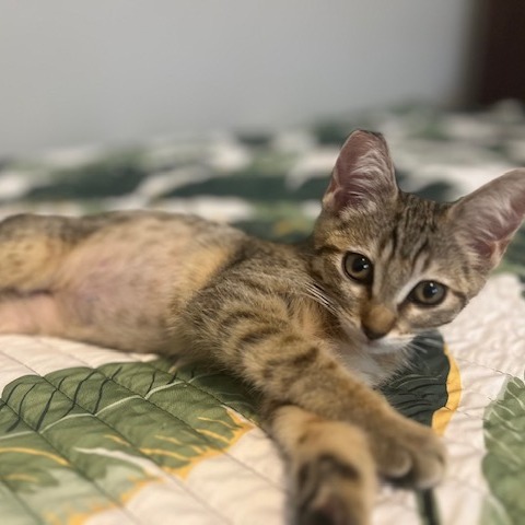 Darla, an adoptable Domestic Short Hair in Talent, OR, 97540 | Photo Image 2