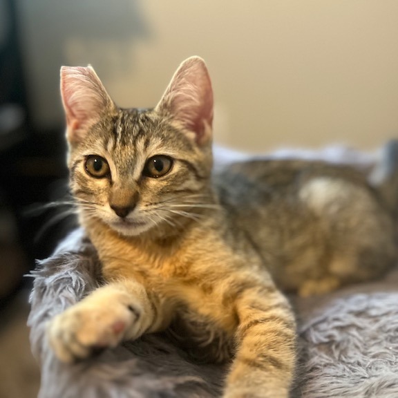 Darla, an adoptable Domestic Short Hair in Talent, OR, 97540 | Photo Image 3