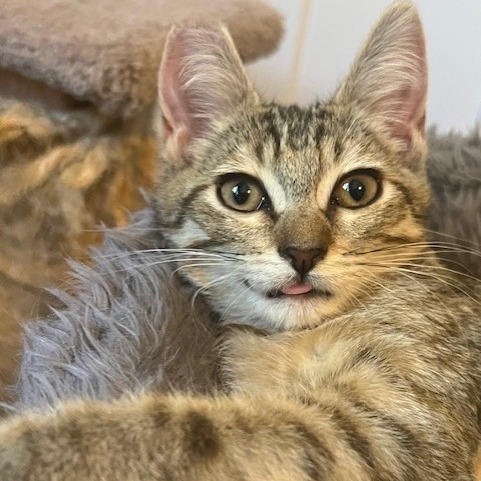 Darla, an adoptable Domestic Short Hair in Talent, OR, 97540 | Photo Image 4