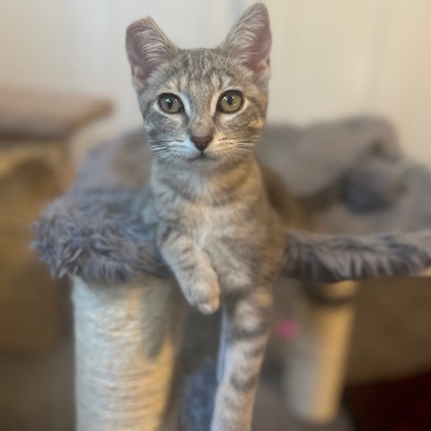 Froggy, an adoptable Domestic Short Hair in Talent, OR, 97540 | Photo Image 1