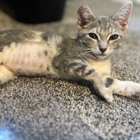 Froggy, an adoptable Domestic Short Hair in Talent, OR, 97540 | Photo Image 2