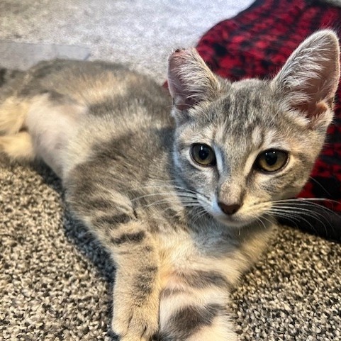 Froggy, an adoptable Domestic Short Hair in Talent, OR, 97540 | Photo Image 3