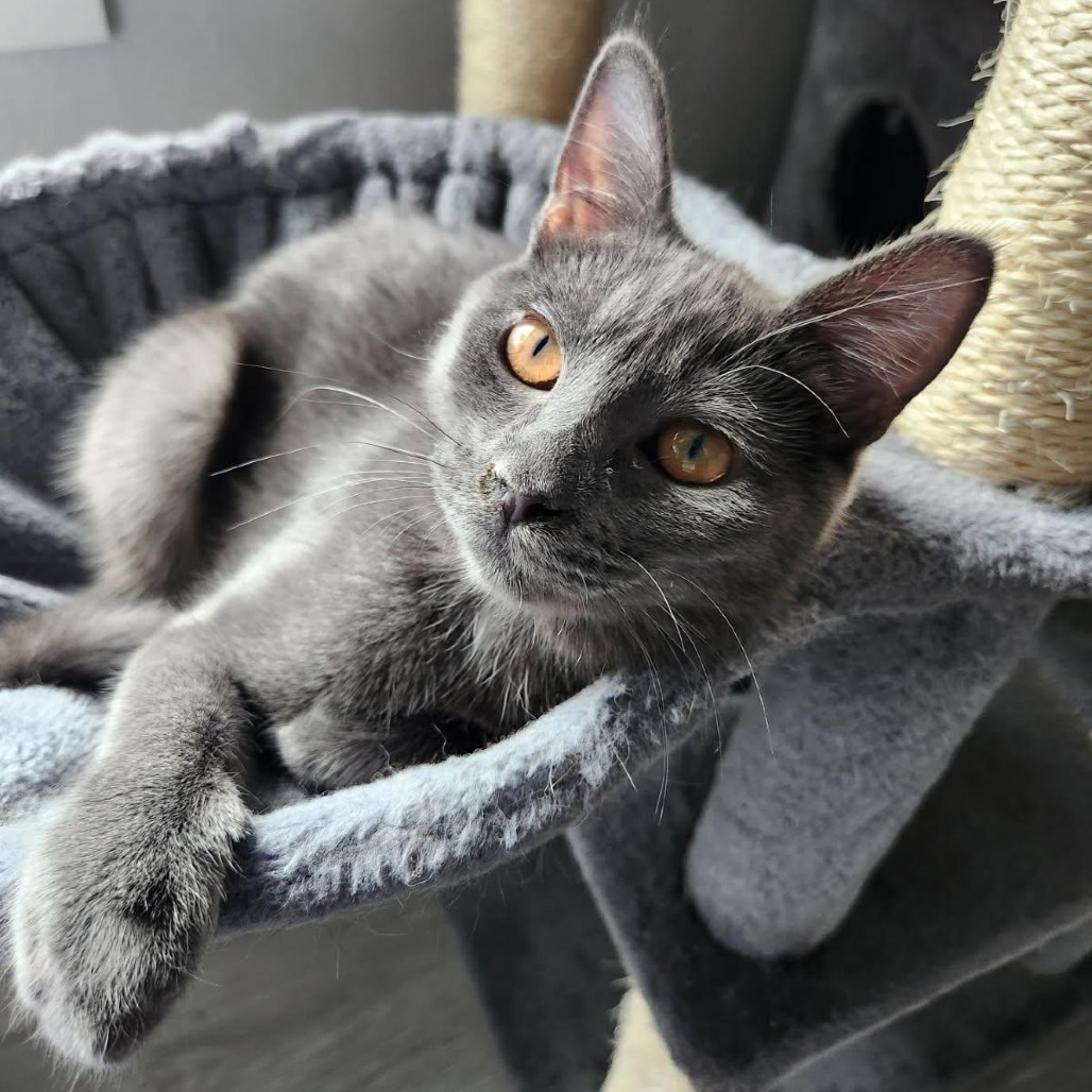 Omelet (pink), an adoptable Domestic Short Hair in Talent, OR, 97540 | Photo Image 1