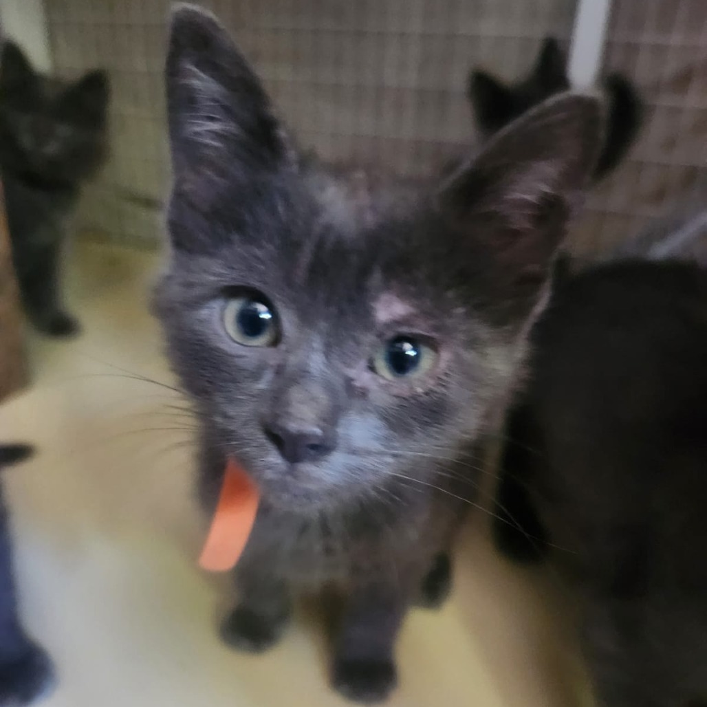 Omelet (pink), an adoptable Domestic Short Hair in Talent, OR, 97540 | Photo Image 2